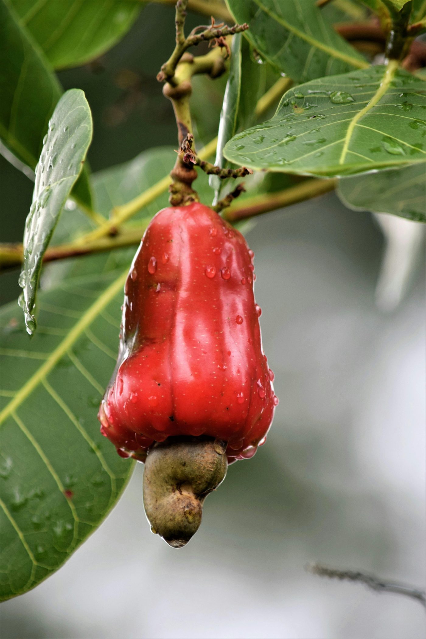 A ripe red cashew apple and nut hanging from a rain-speckled branch