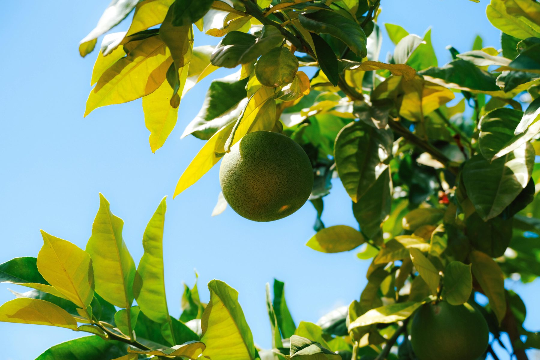 Green citrus fruit hanging in a sunlit tree canopy