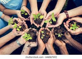 Several people holding seedlings in soil, working together