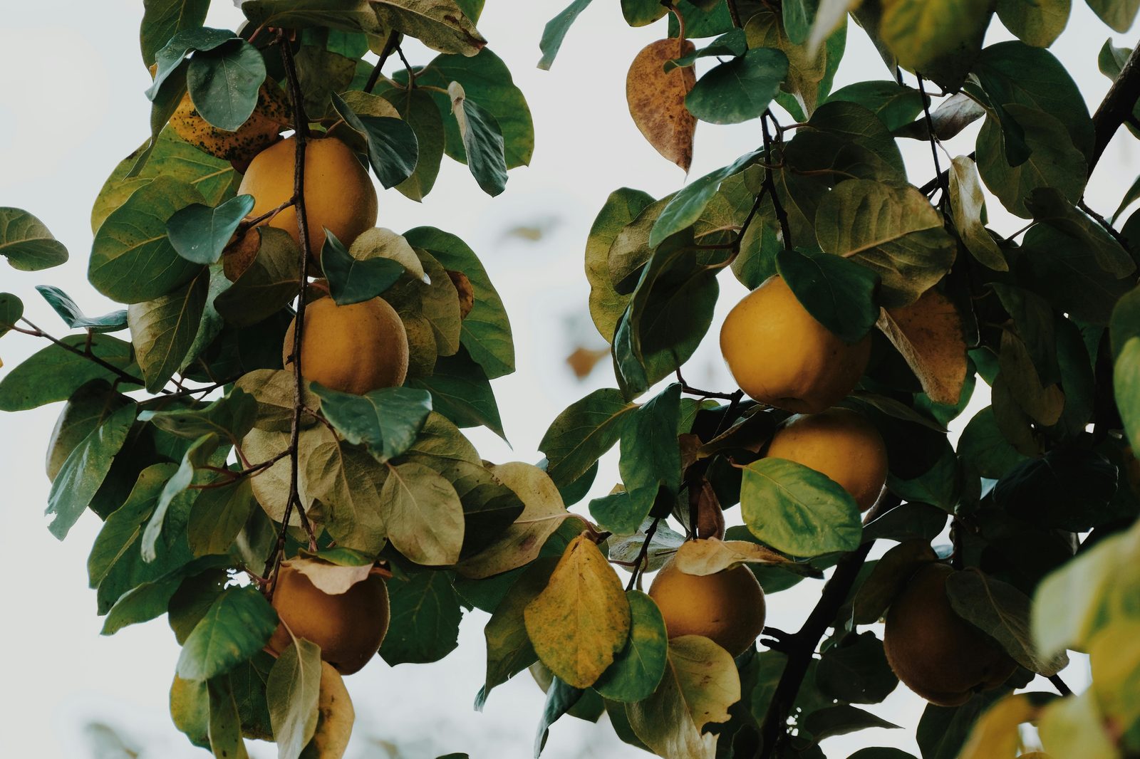 Golden fruit ripening among green leaves