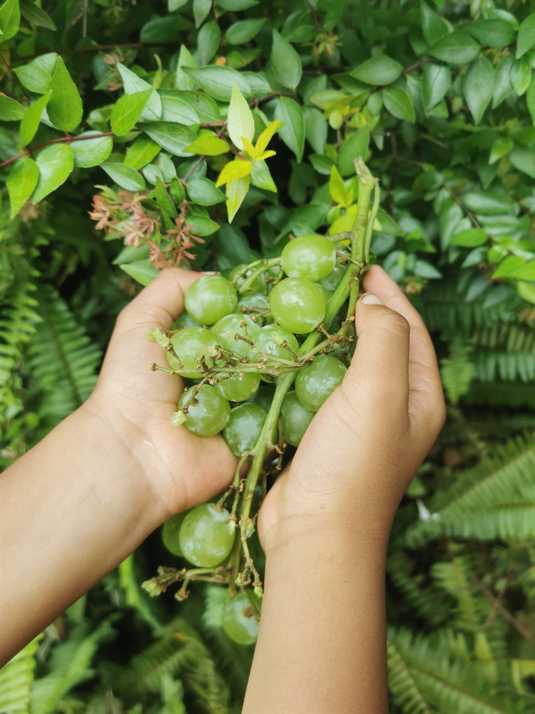 Harvest of green grapes held in two hands
