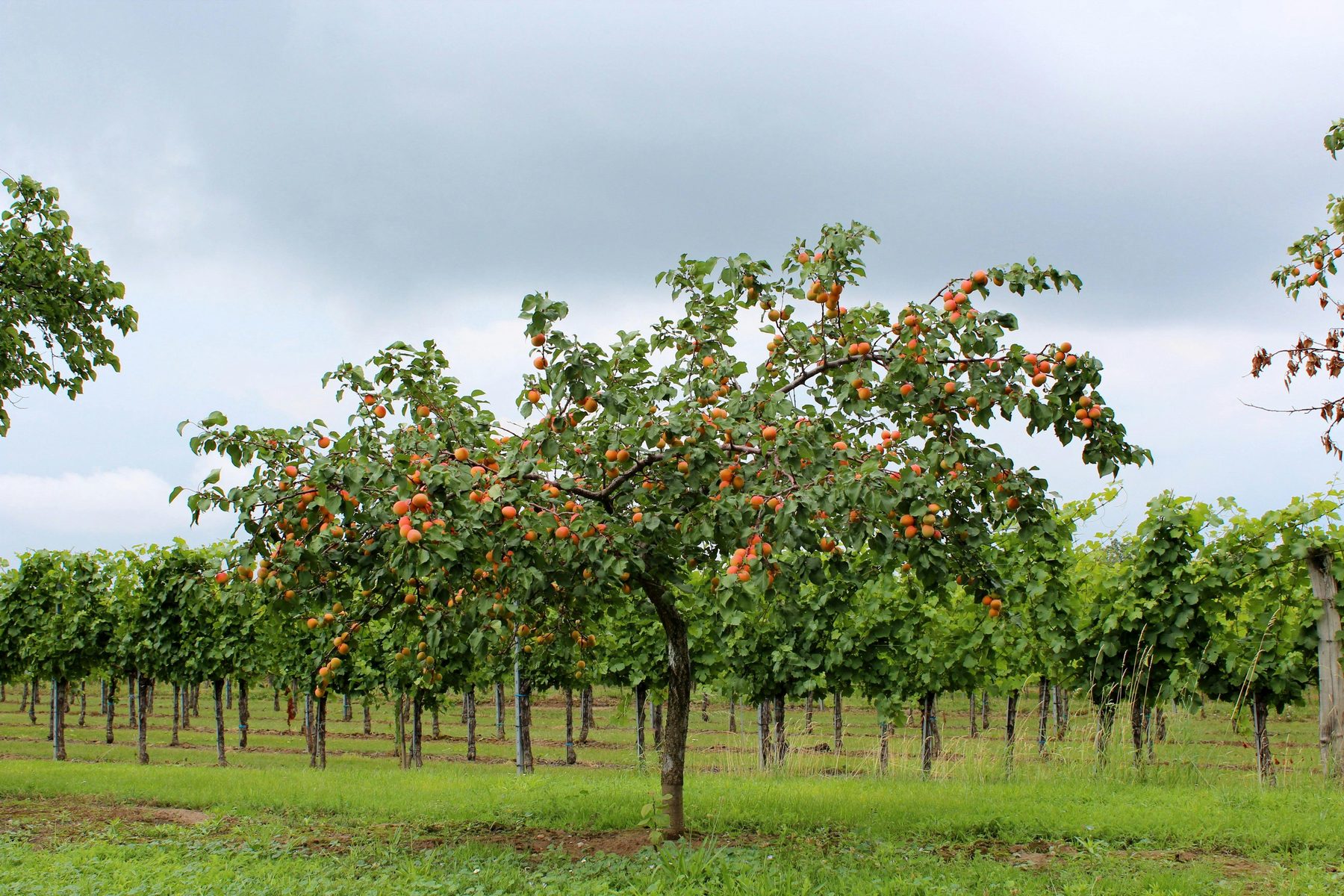 A fruit tree heavy with ripe fruit standing among rows of vines under an open sky