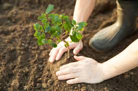 Hands pressing soil around a young sapling