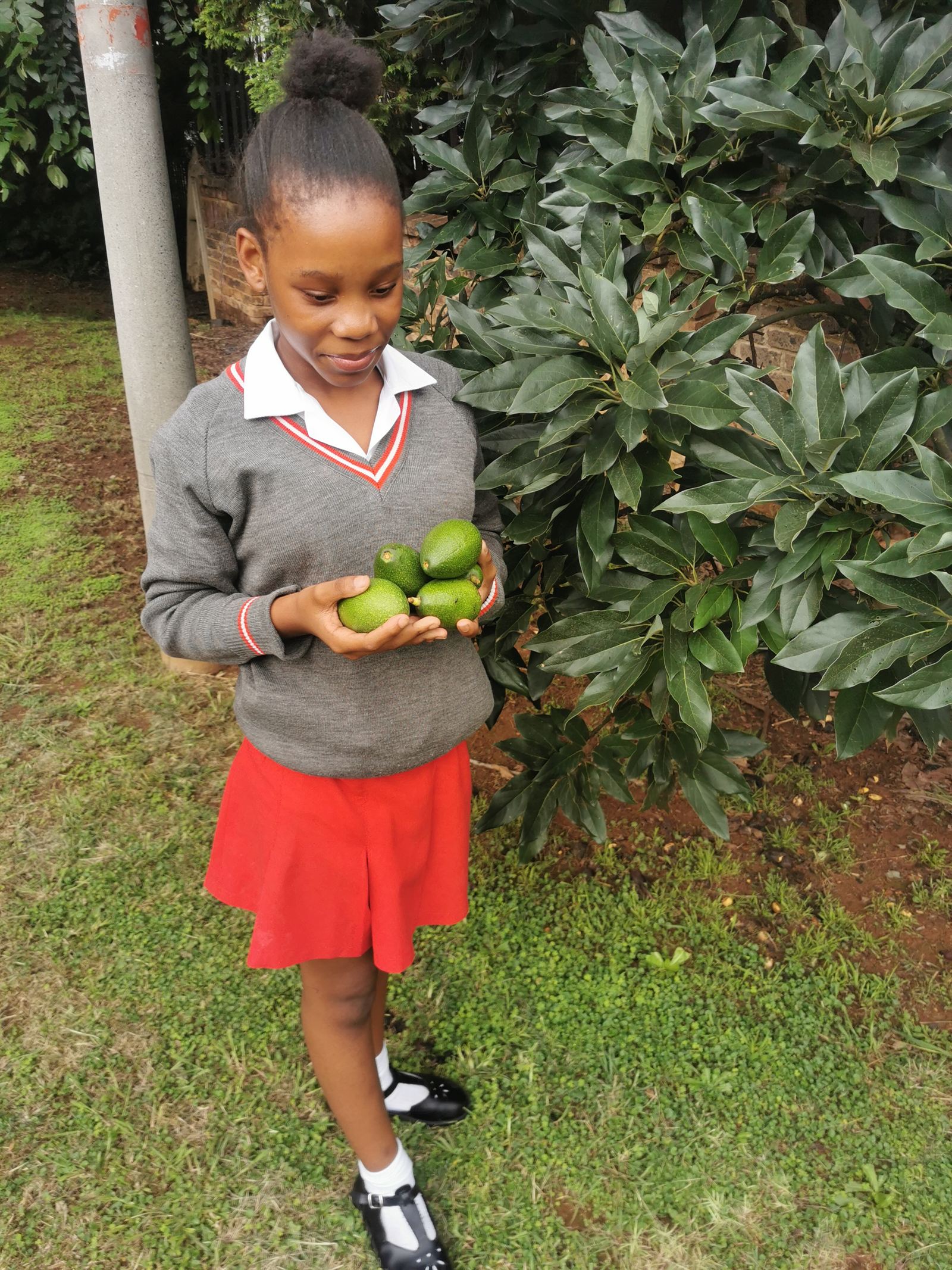 A school learner holding freshly picked green avocados beside a fruit tree